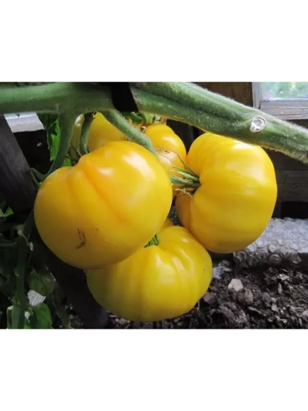 kazahstanskiy-zheltyy-main-175841