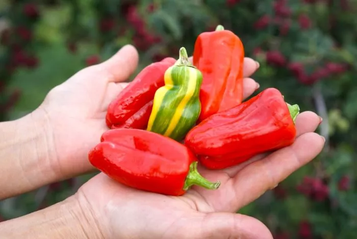 kendi-keyn-red-candy-cane-red-4-190395