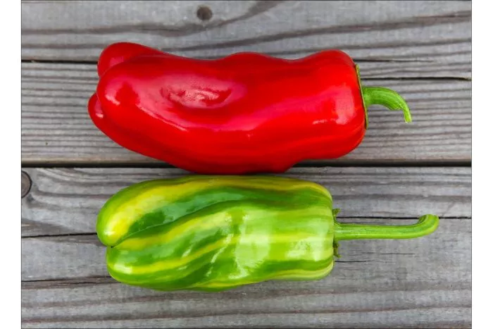 kendi-keyn-red-candy-cane-red-5-190395