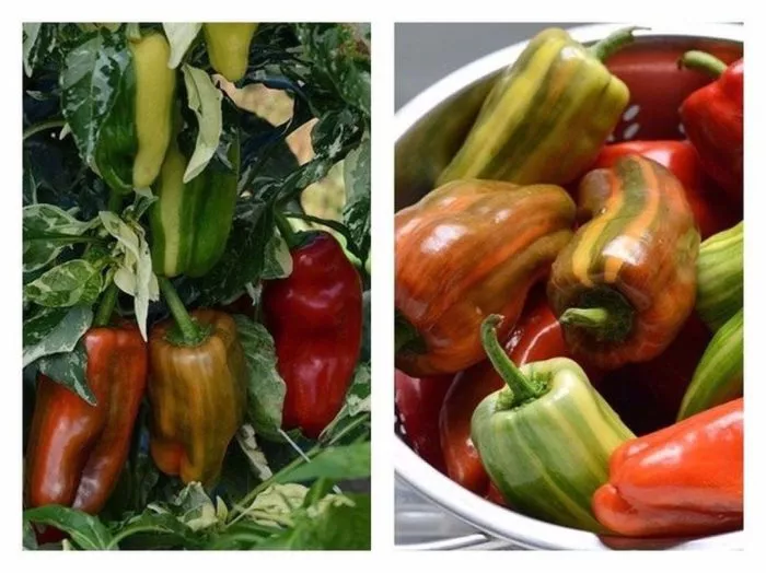 kendi-keyn-red-candy-cane-red-6-190395