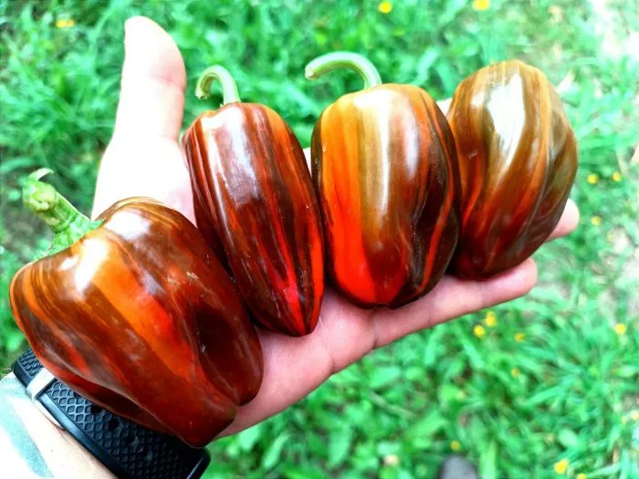 kendi-keyn-red-candy-cane-red-main-190395