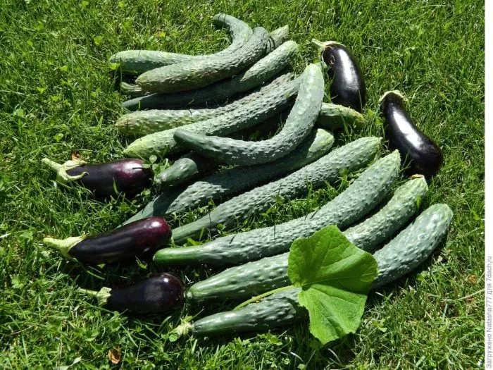 kitayskiy-bolezneustoychivyy-1-198324