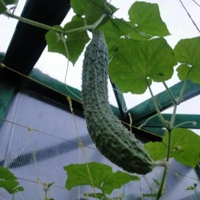 kitayskiy-bolezneustoychivyy-4-198324