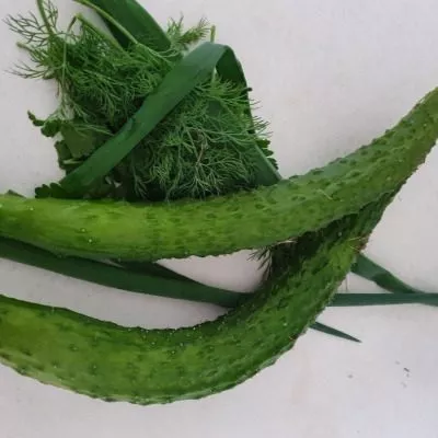 kitayskiy-bolezneustoychivyy-5-198324