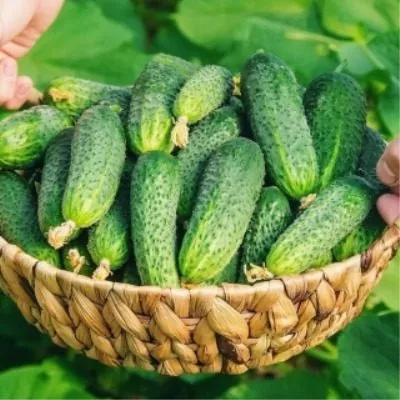 kitayskiy-malysh-main-200996