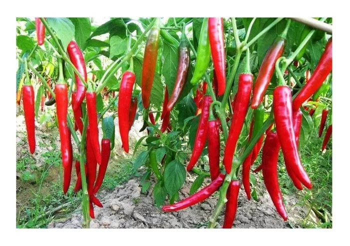 kitayskiy-ogon-3-188265