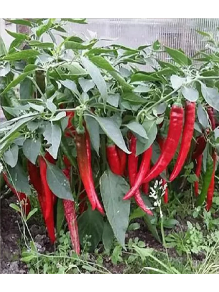 kitayskiy-ogon-main-188265