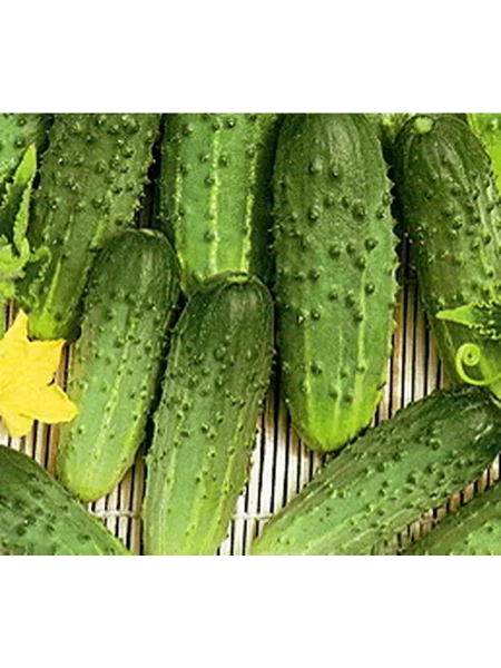 kitayskiy-pletistyy-main-200787