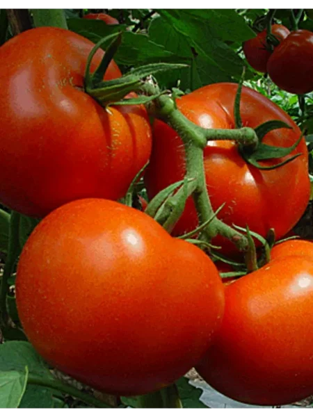 kitayskiy-ranniy-3-176421