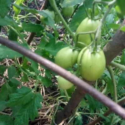 kitayskiy-ranniy-4-176421