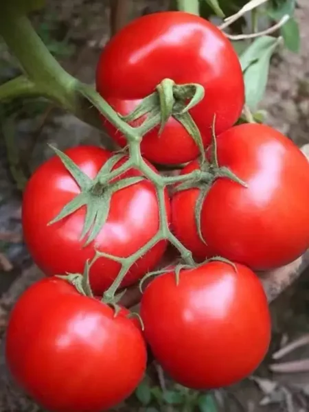 kitayskiy-ranniy-main-176421