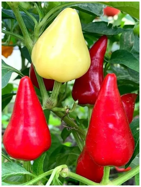 klubnichnyy-chili-10-185328