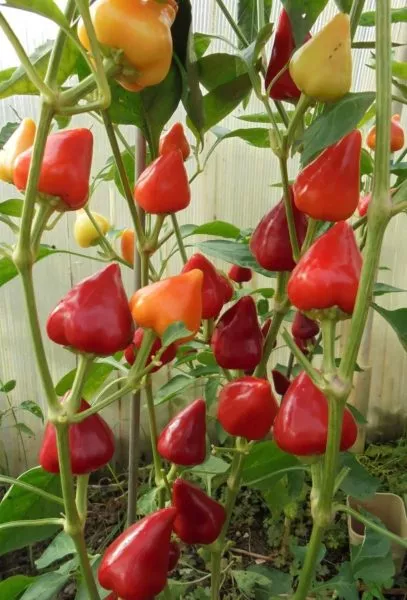 klubnichnyy-chili-2-185328