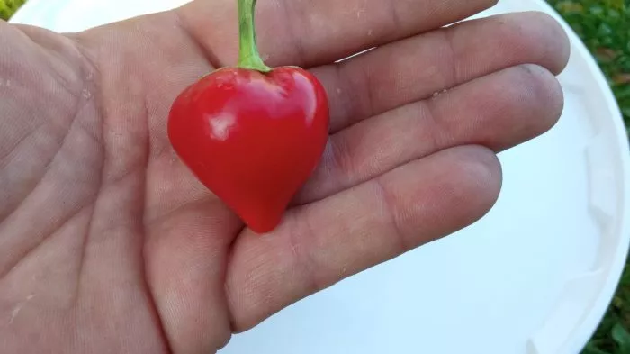 klubnichnyy-chili-3-185328