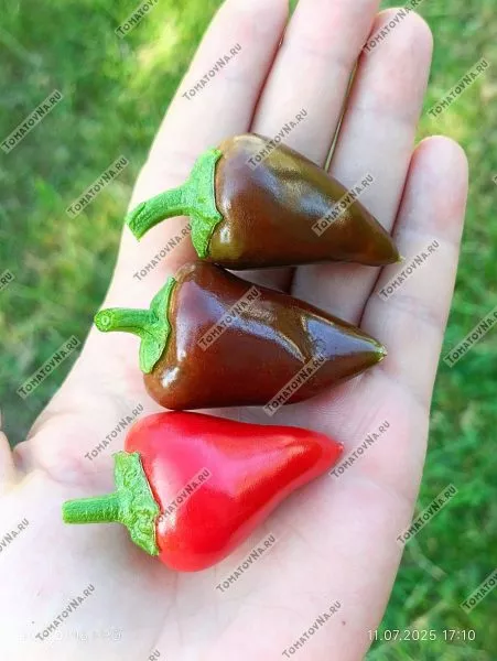 klubnichnyy-chili-5-185328