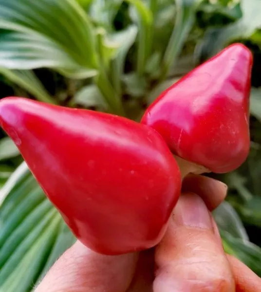 klubnichnyy-chili-6-185328