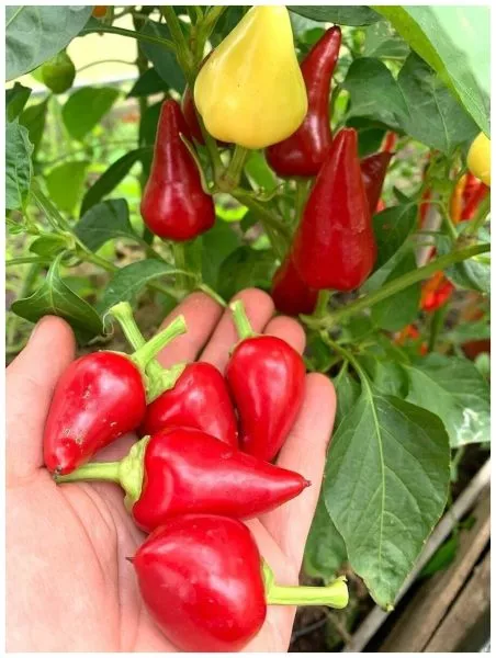 klubnichnyy-chili-7-185328