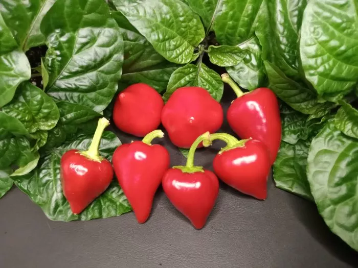 klubnichnyy-chili-9-185328