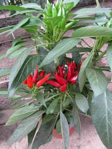 klyuv-sokola-3-187287