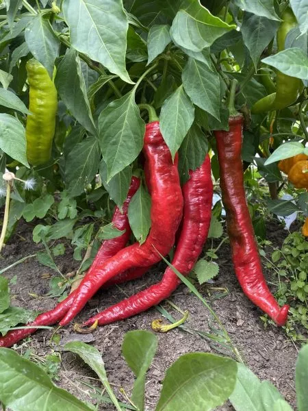 klyuv-sokola-5-187287