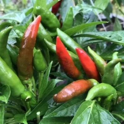 klyuv-sokola-6-187287