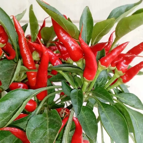 klyuv-sokola-main-187287