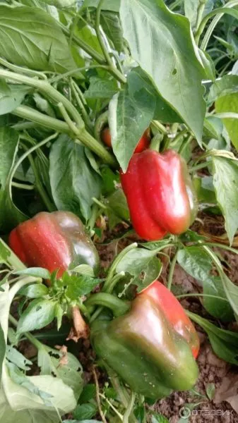 knyaz-igor-main-187329