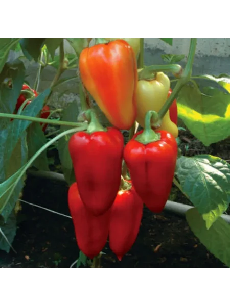 knyaz-serebryanyy-1-180417