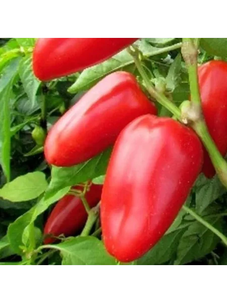 knyaz-serebryanyy-2-180417