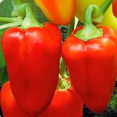 knyaz-serebryanyy-8-180417