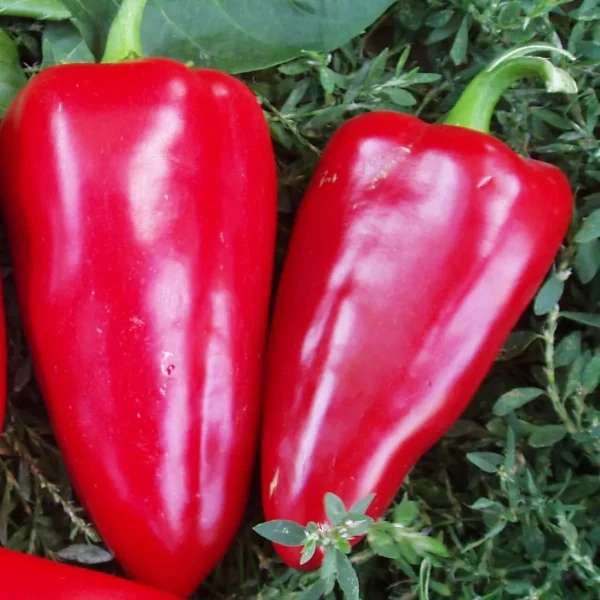 knyaz-serebryanyy-main-180417