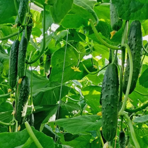 komandor-main-196648