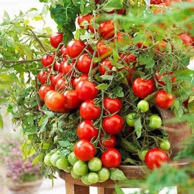 komnatnyy-sibiryak-3-175741