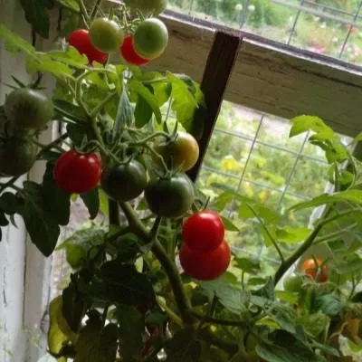 komnatnyy-sibiryak-4-175741