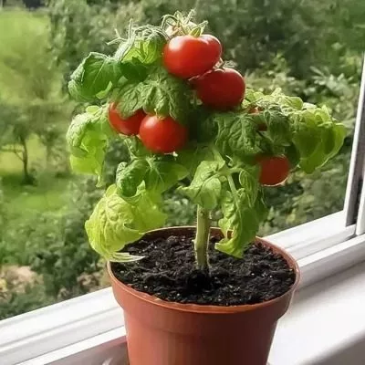 komnatnyy-sibiryak-5-175741