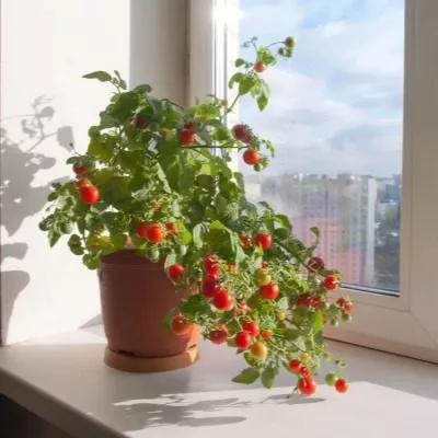 komnatnyy-sibiryak-6-175741