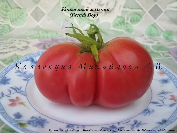 konyachnyy-malchik-2-176015