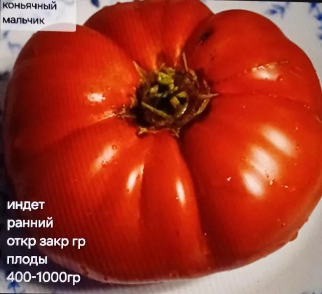 konyachnyy-malchik-4-176015