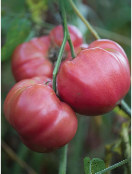 konyachnyy-malchik-5-176015