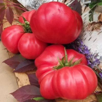 konyachnyy-malchik-6-176015