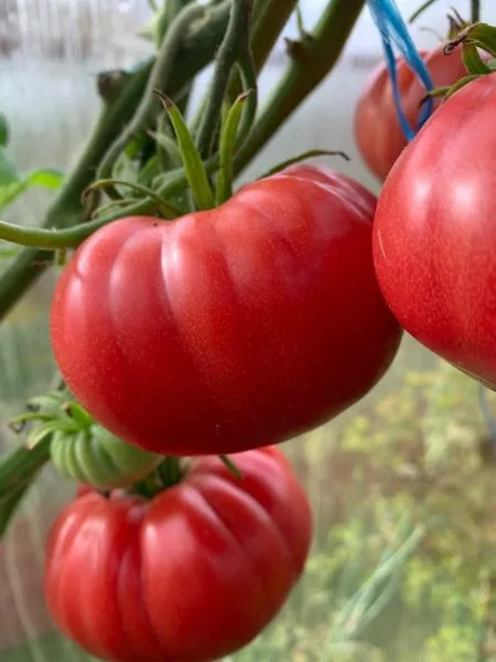 konyachnyy-malchik-main-176015