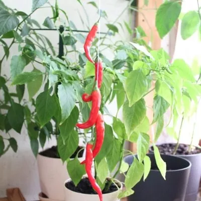 kope-indeytsa-3-190941