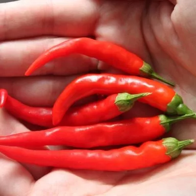 kope-indeytsa-5-190941