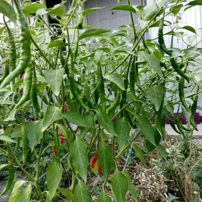 kope-indeytsa-6-190941