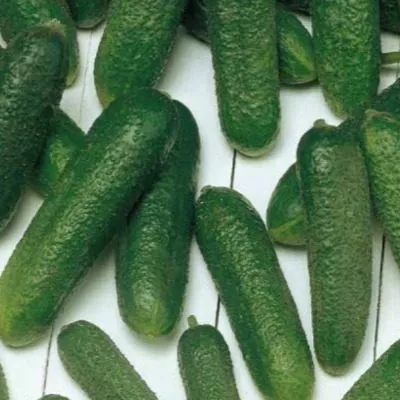 korentin-main-199597