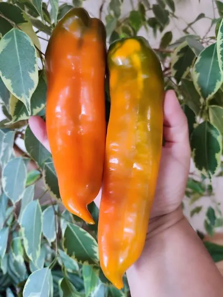 korno-di-toro-zheltyy-1-185268