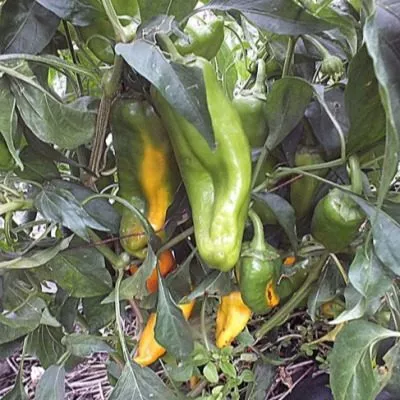 korno-di-toro-zheltyy-11-185268