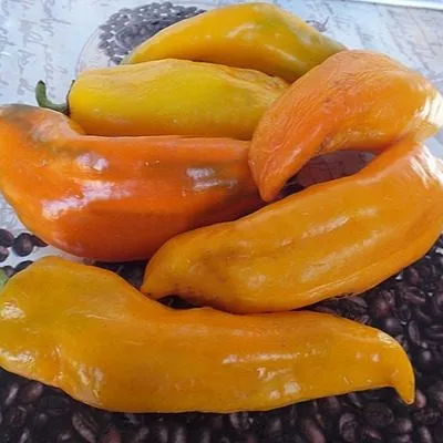 korno-di-toro-zheltyy-12-185268