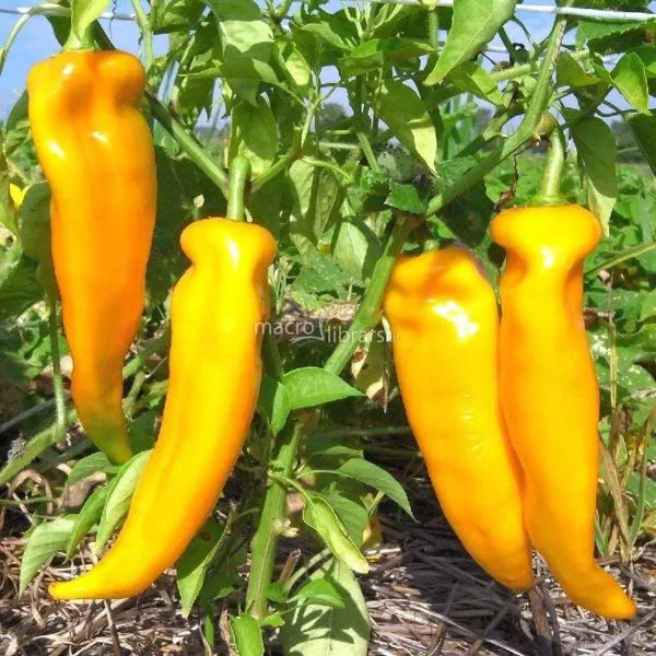 korno-di-toro-zheltyy-2-185268