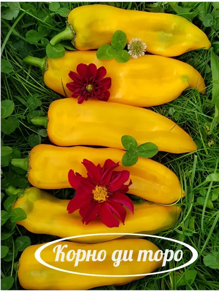 korno-di-toro-zheltyy-6-185268